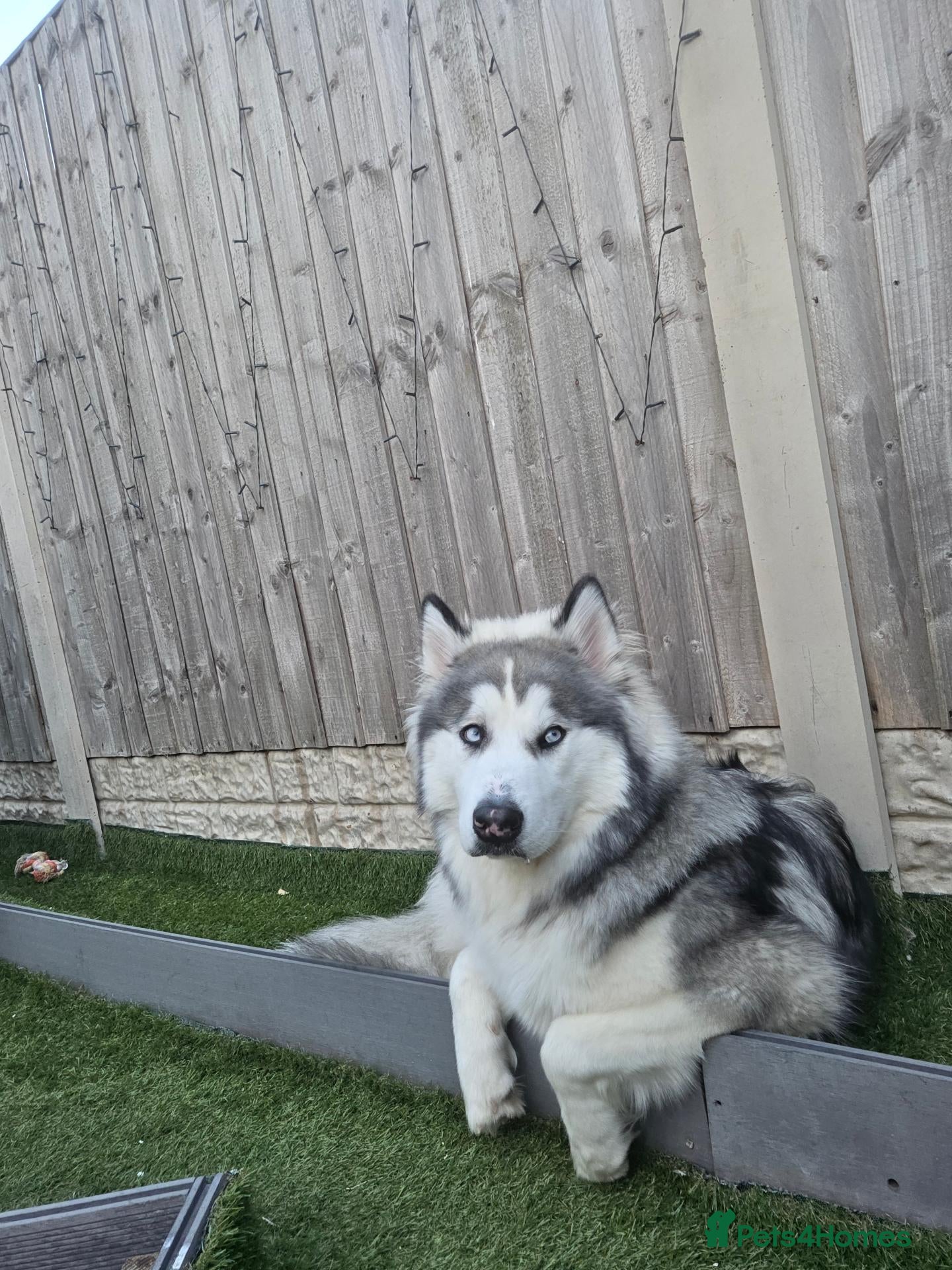Alaskan Malamute dogs Alaskan malamute x husky  - Advert 1