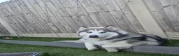 Alaskan Malamute dogs for sale: Alaskan malamute x husky  - Advert 1
