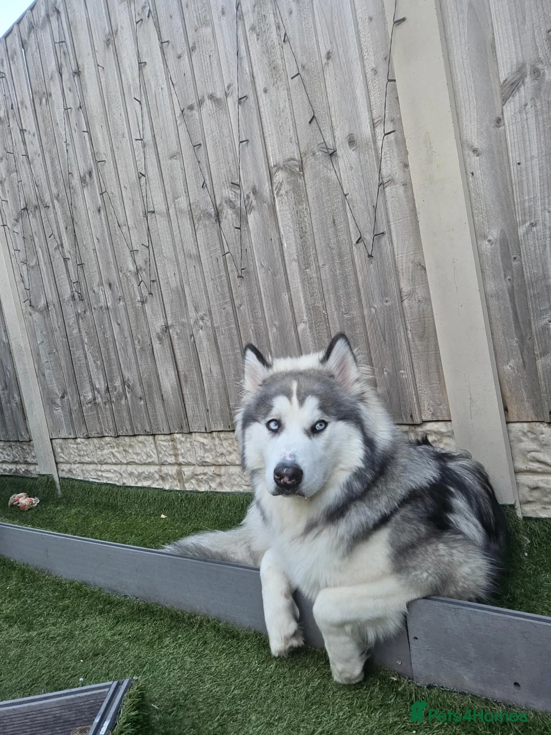 Alaskan Malamute dogs for sale: Alaskan malamute x husky  - Advert 1
