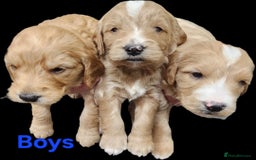Goldendoodle dogs for sale: F1 miniature Goldendoodle puppies. - Image 4