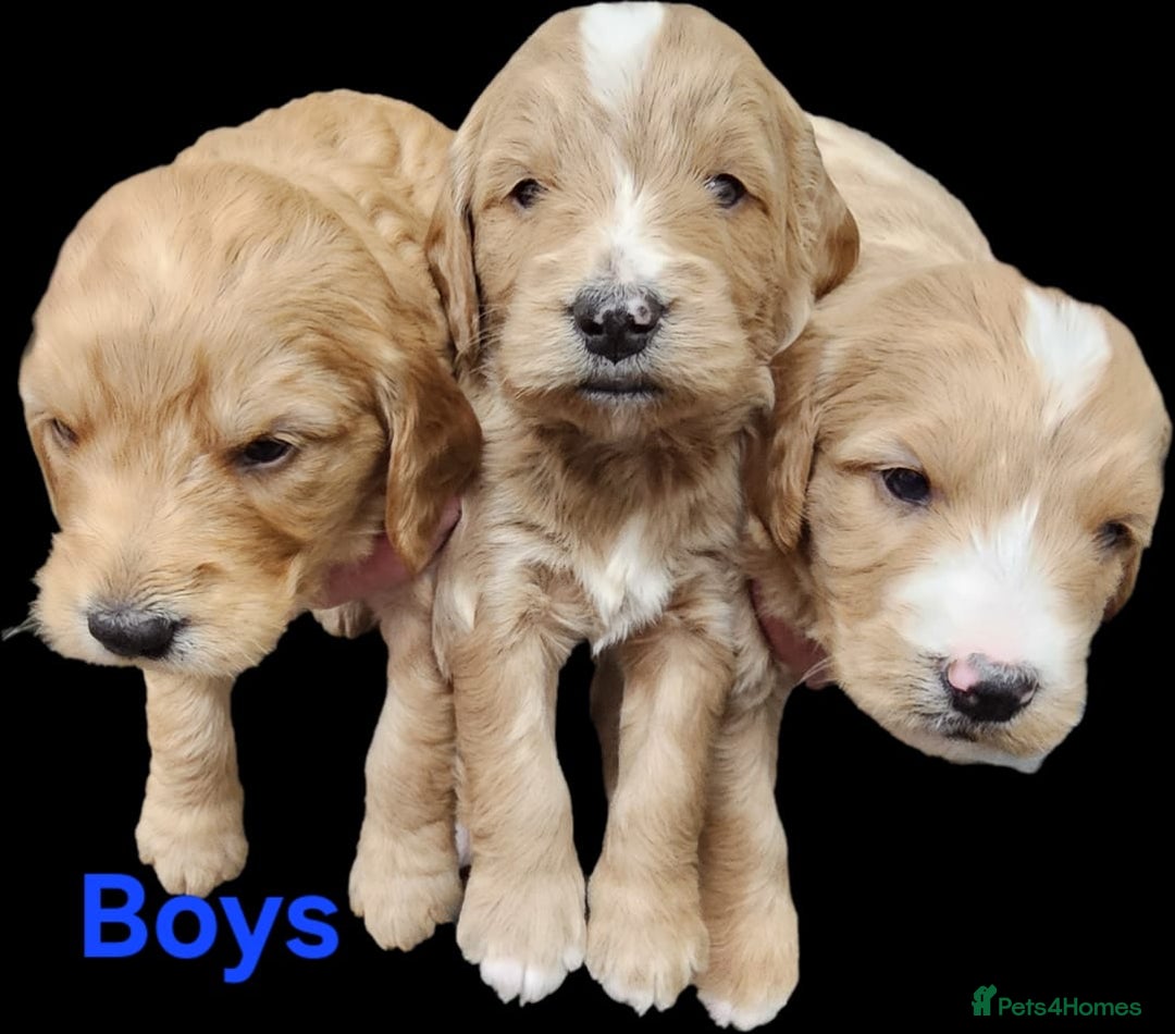 Goldendoodle dogs for sale: F1 miniature Goldendoodle puppies. - Image 4