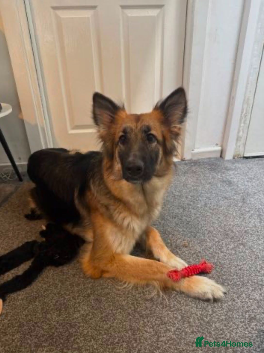German Shepherd dogs Skye. - Advert 5