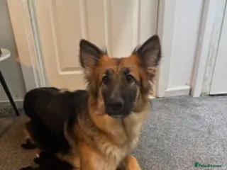 German Shepherd dogs Skye. - Advert 5
