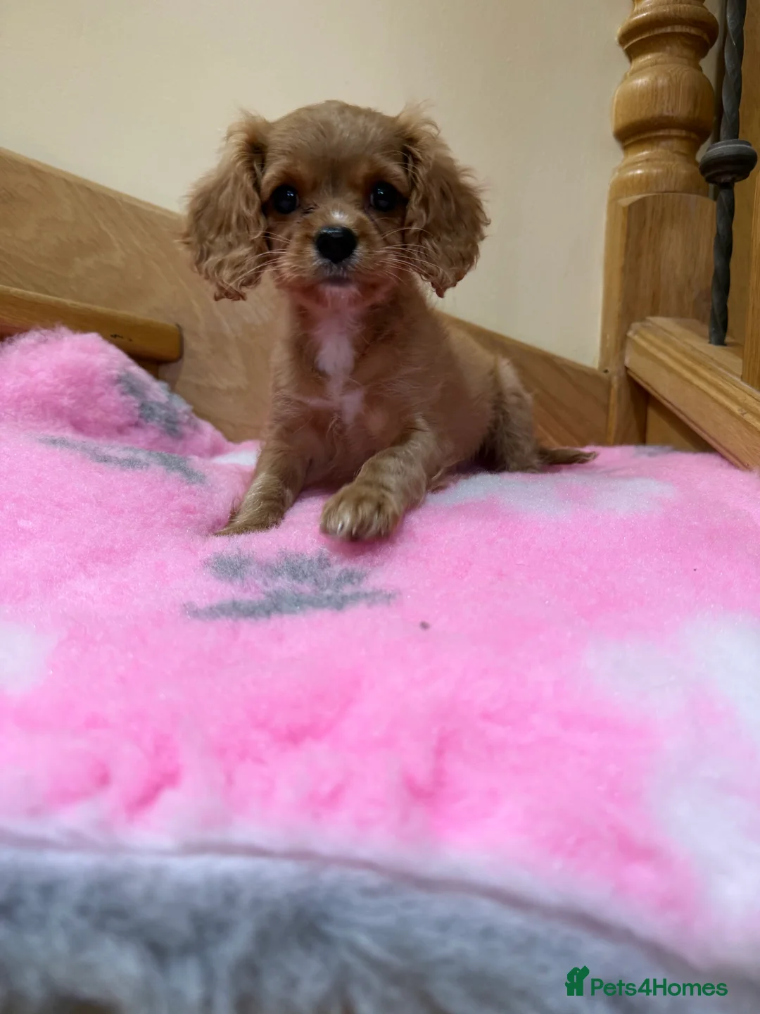 Cavapoochon dogs for sale: Cavapoochon - Advert 13