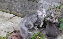 Maine Coon cats for sale: 3 Adorable Female Maine coon Kittens - Image 4