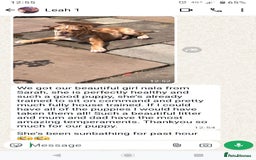 Old Tyme Bulldog dogs for sale: Bulldog pups 💜 1 GIRL LEFT REDUCED 💜   - Image 7