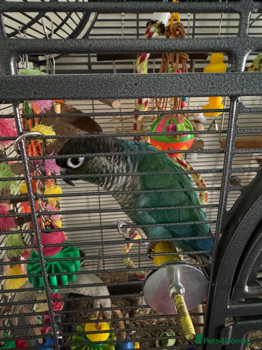 Conures birds for sale: Hand-Tame & Cuddly 3yo Male Turquoise Conure (DNA) in Swindon - Advert 1