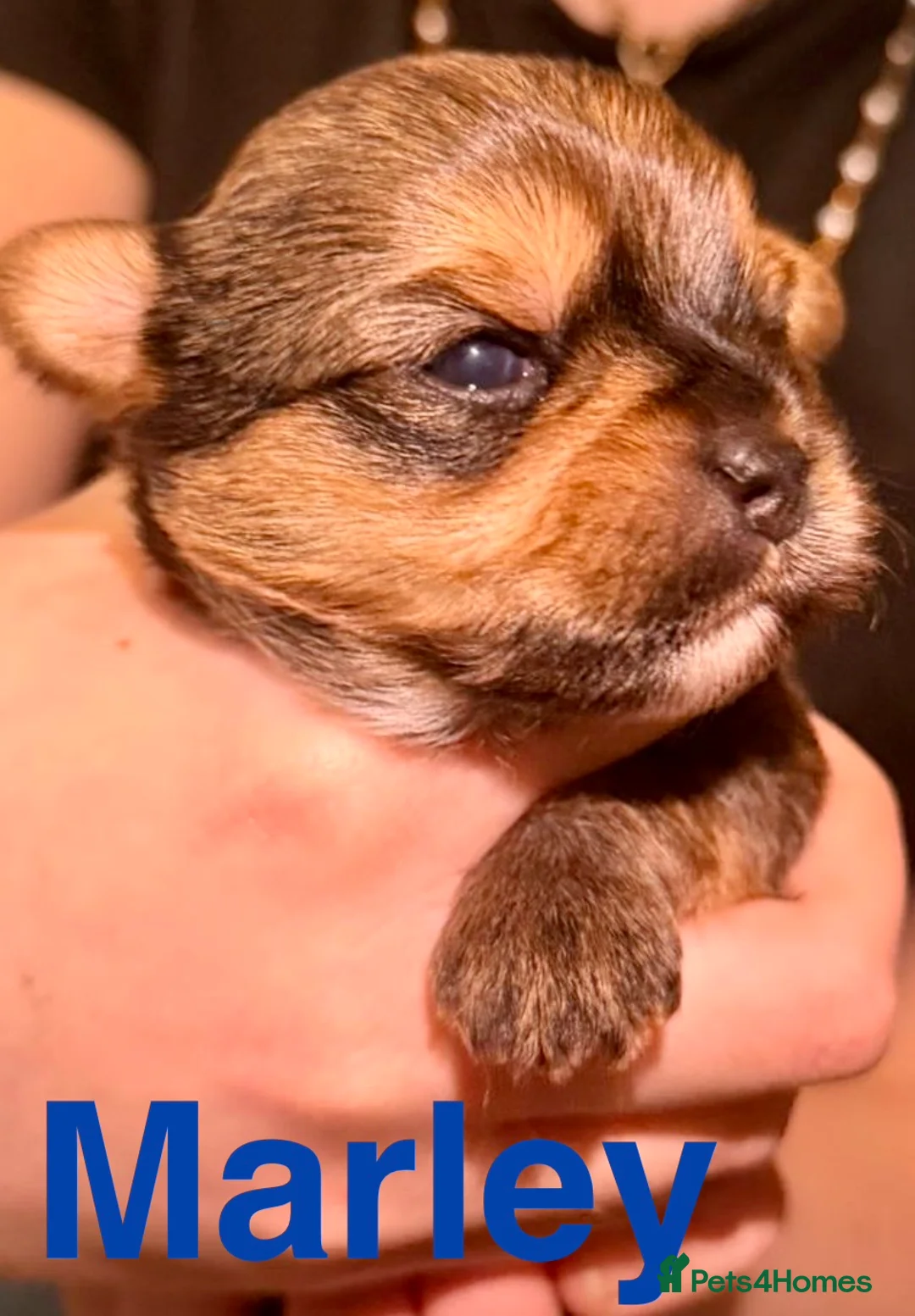 Yorkshire Terrier dogs for sale: Miniature Yorkshire Terriers - Advert 4