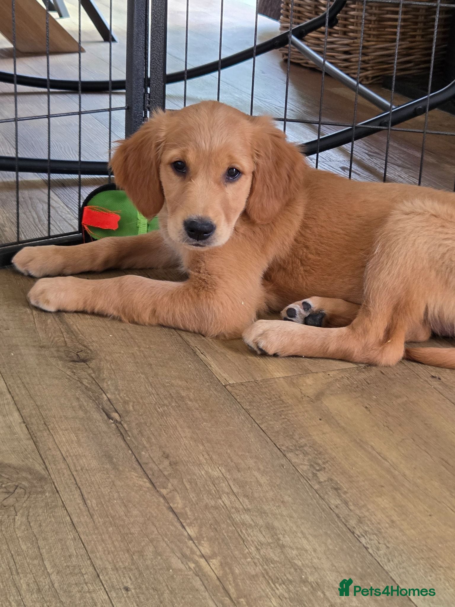 Golden Retriever dogs 🐶 Beautiful dark working golden retriever pups 🐶 - Advert 1