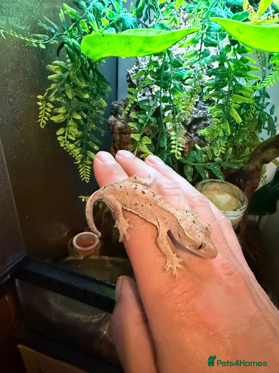 Gecko reptiles for sale: Dalmation crested geckos  - Advert 1