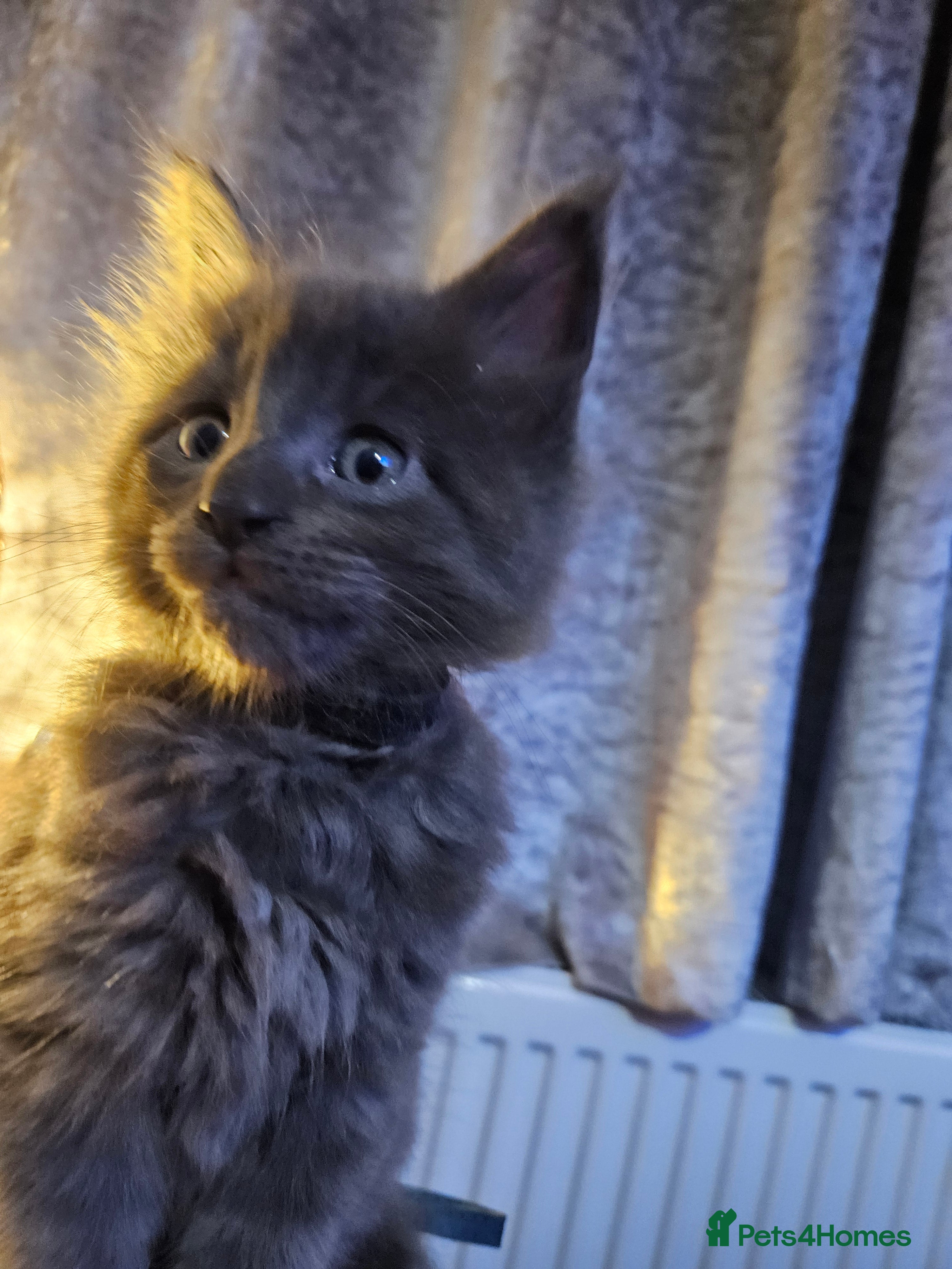 Maine Coon cats GCCF registered Blue  Maine coon litter  - Advert 9