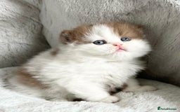 British Shorthair cats for sale: 🏆 GCCF Active Cinnamon Bicolour Stud For Sale🏆 - Image 4