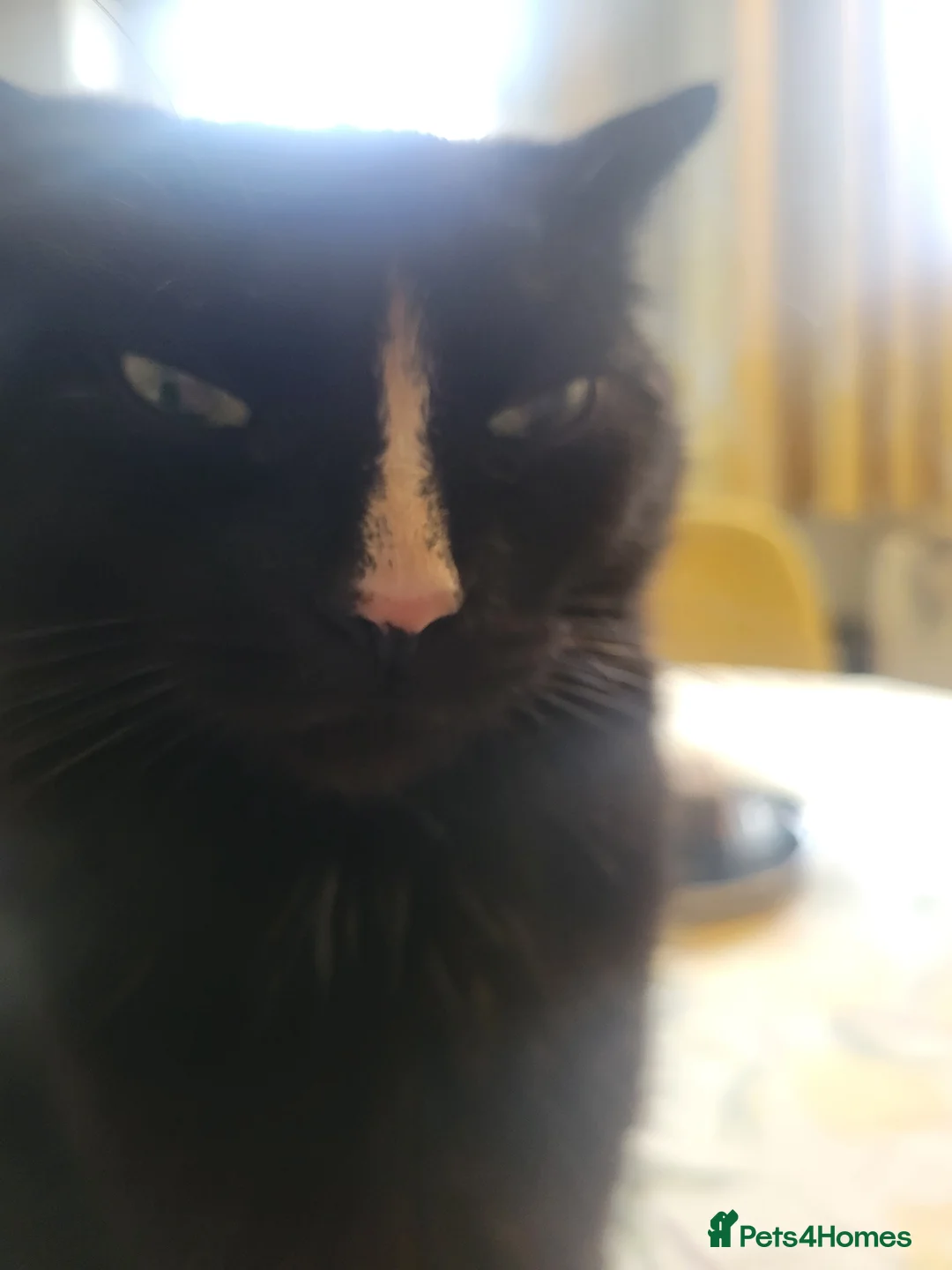 Mixed Breed cats for sale: Kittens in Rotherham - Advert 1