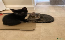 Mixed Breed cats for sale: Kittens - Image 1