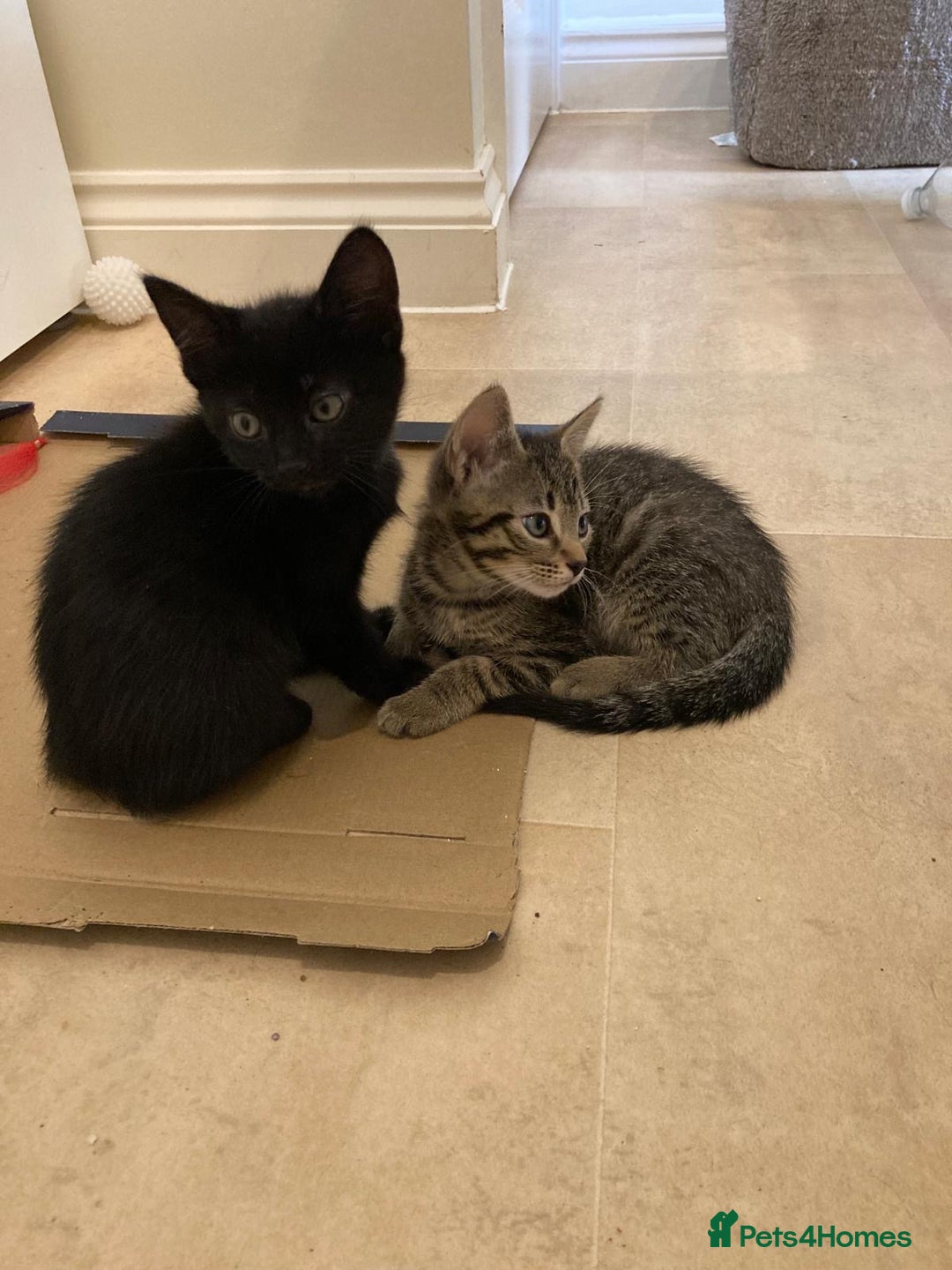 Mixed Breed cats for sale: Kittens - Image 1
