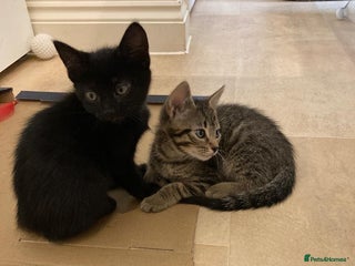 Mixed Breed cats - Advert 9