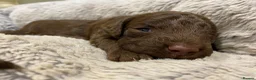 Lagotto Romagnolo dogs for sale: Lagotto Romagnolo puppies  - Advert 3