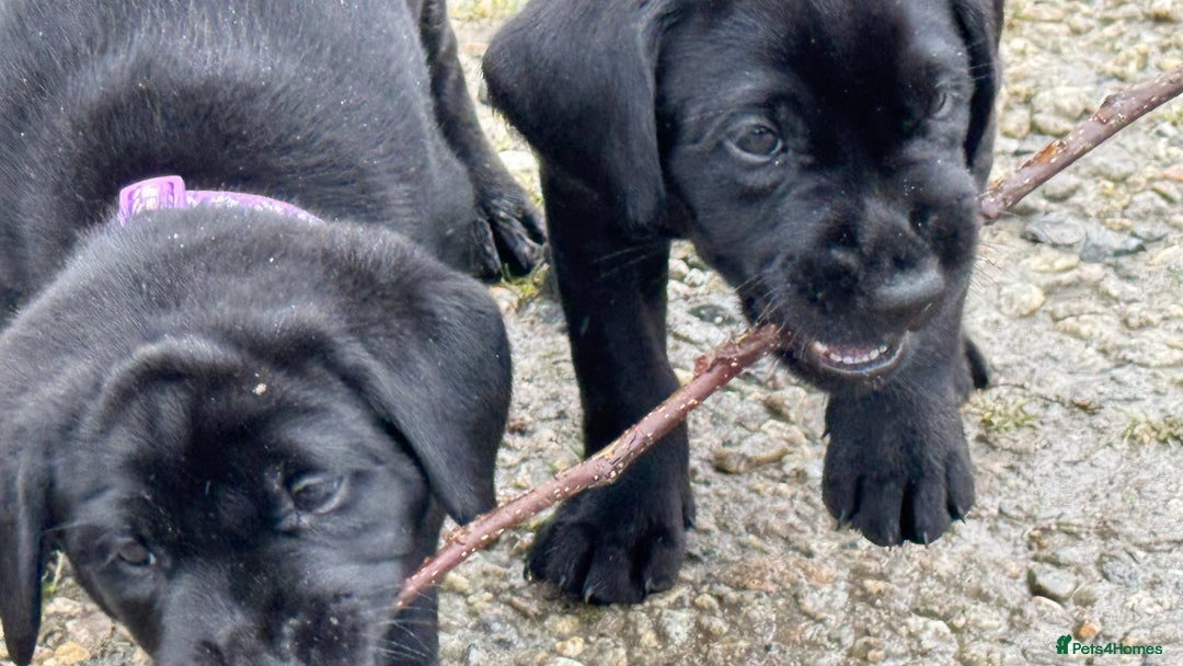 Labrador Retriever dogs for sale: Labrador Puppies  - Advert 35