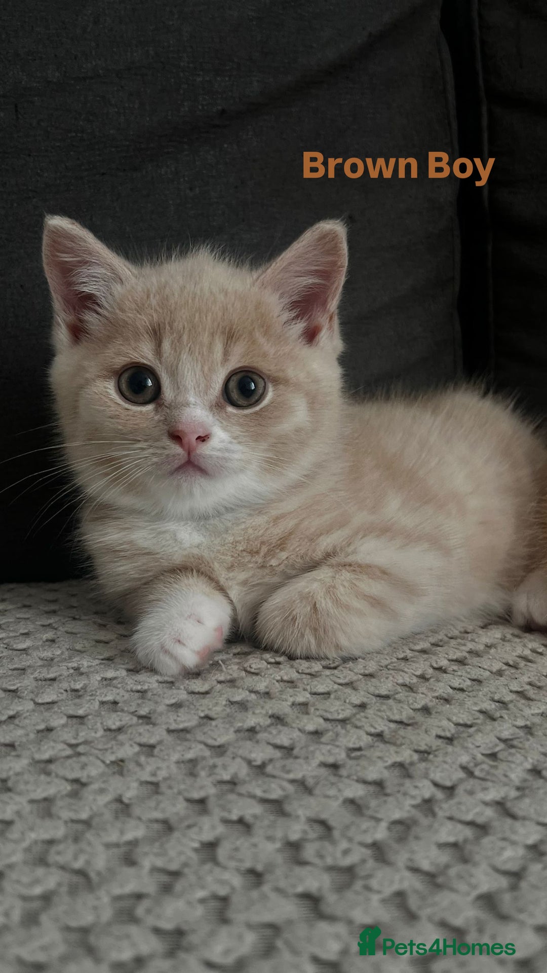 Mixed Breed cats for sale: 3 Cream Mixed Shorthairs - Image 14
