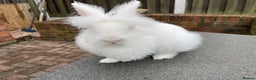 Lionhead rabbits for sale: White Lionhead female rabbit - Advert 2