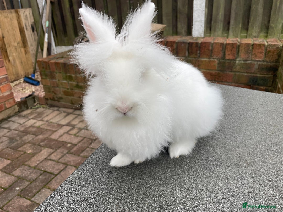 Lionhead rabbits for sale: White Lionhead female rabbit - Advert 2