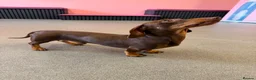 Dachshund dogs for stud: Chocolate and tan miniature dachshund for stud - Advert 4