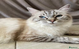 Ragdoll cats for sale: Ragdoll Kittens one girl one boy READY NOW  - Image 11