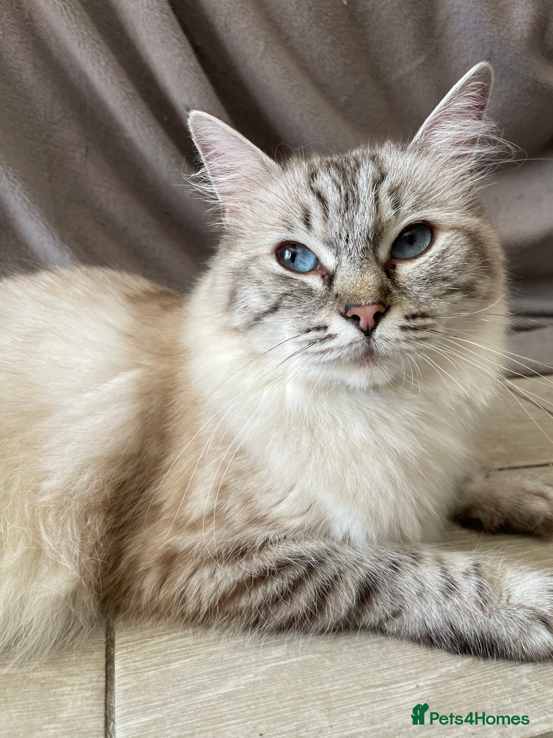 Ragdoll cats for sale: Ragdoll Kittens one girl one boy READY NOW  - Image 11