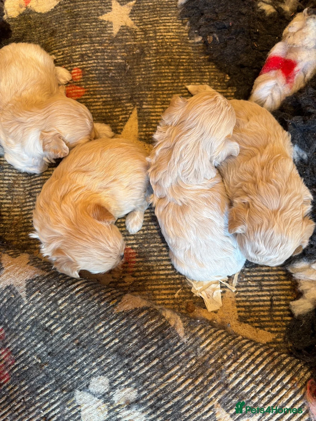 Maltipoo dogs for sale: F1 malltipoo - Advert 2