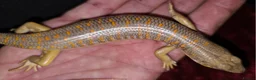 Lizard reptiles for sale: 2 Schneider/berber skinks - Advert 3