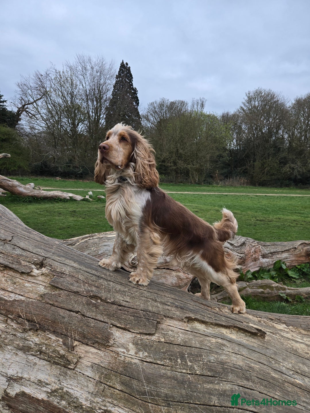 Cocker Spaniel dogs for stud: KC reg show cocker spaniel, proven health tested  - Advert 2