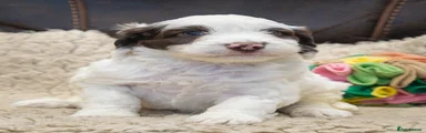 Cockapoo 2