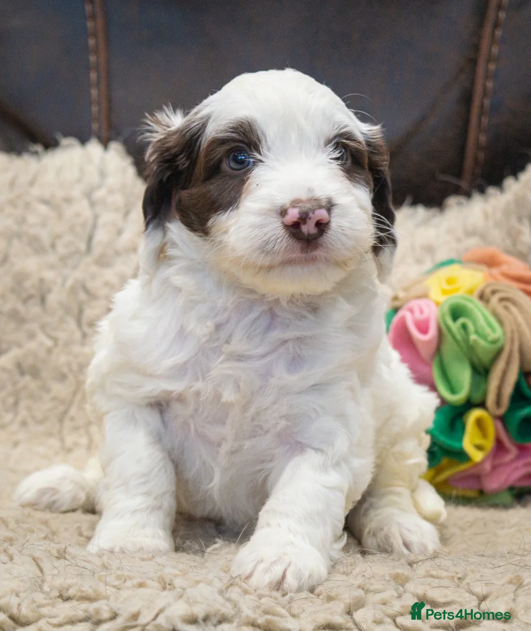Cockapoo dogs for sale: RARE PARTI COLOUR F2 COCKAPOO PUPPIES  - Advert 1