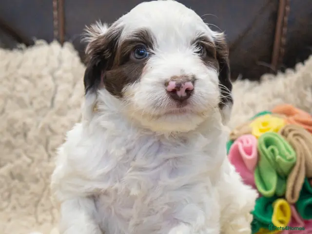 Cockapoo dogs for sale: RARE PARTI COLOUR F2 COCKAPOO PUPPIES - Advert 1