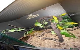 Corn Snake reptiles for sale: Corn snakes for sale - Image 11