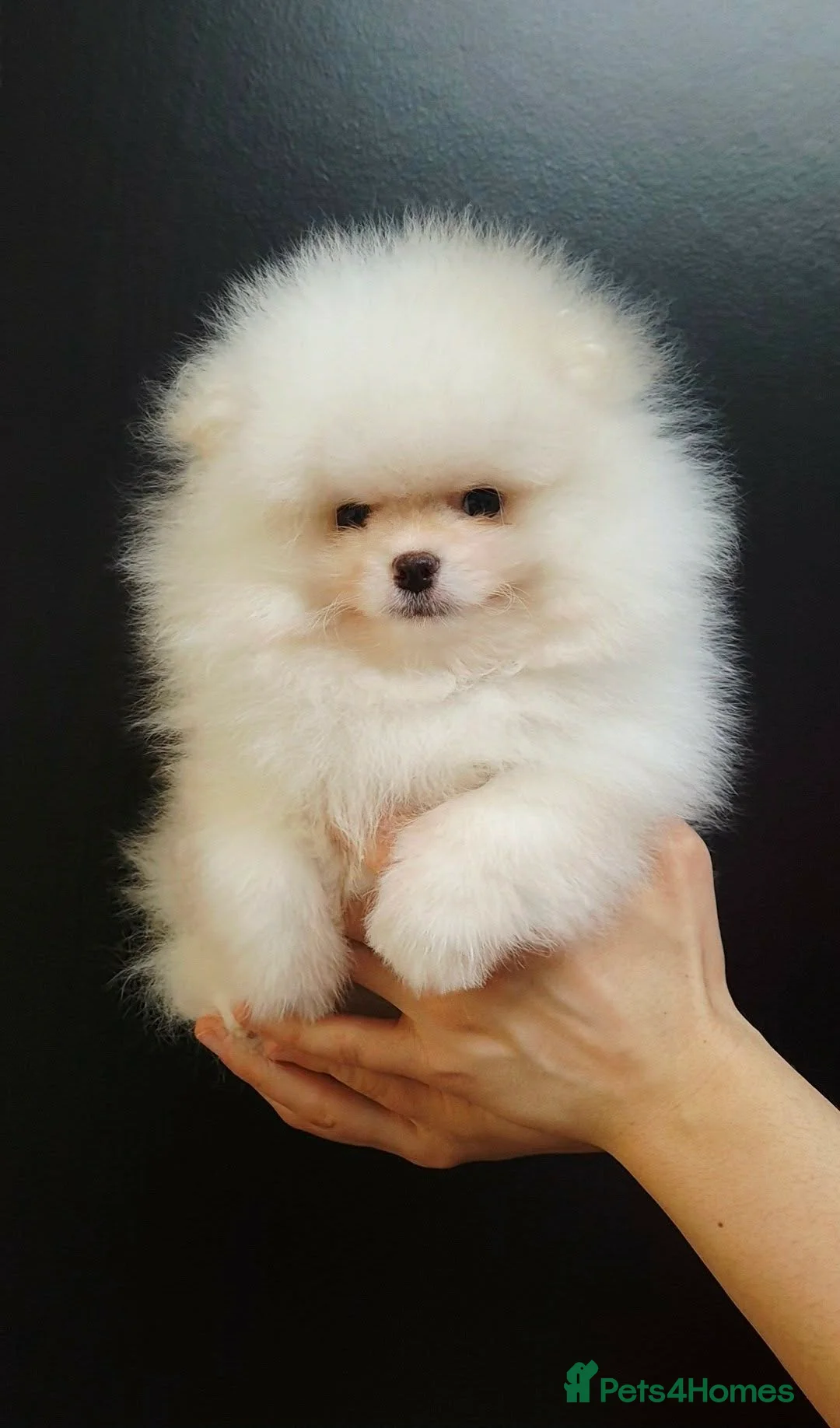 Pomeranian dogs for sale: Stunning WHITE Teddy type KC Pomeranian Boy - Advert 2