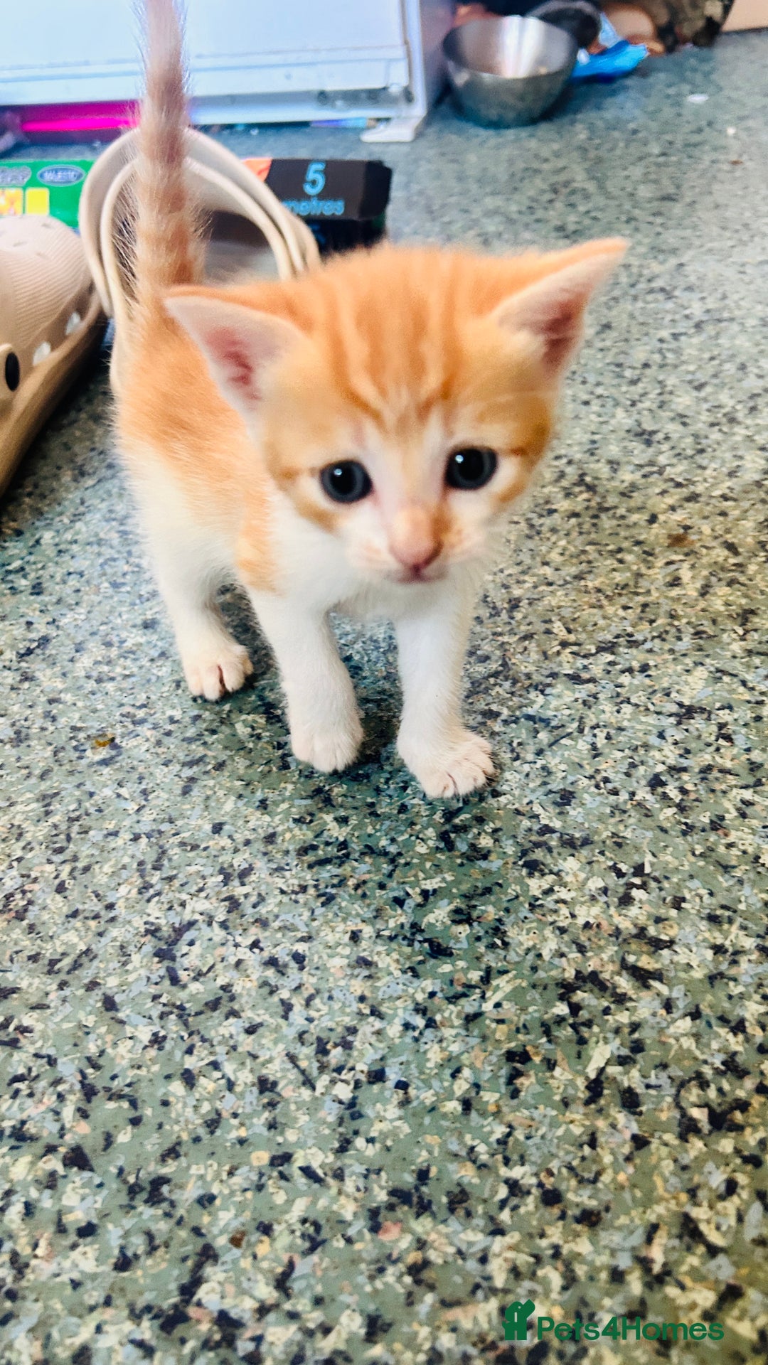 Mixed Breed cats for sale: Cat and kittens - Image 13