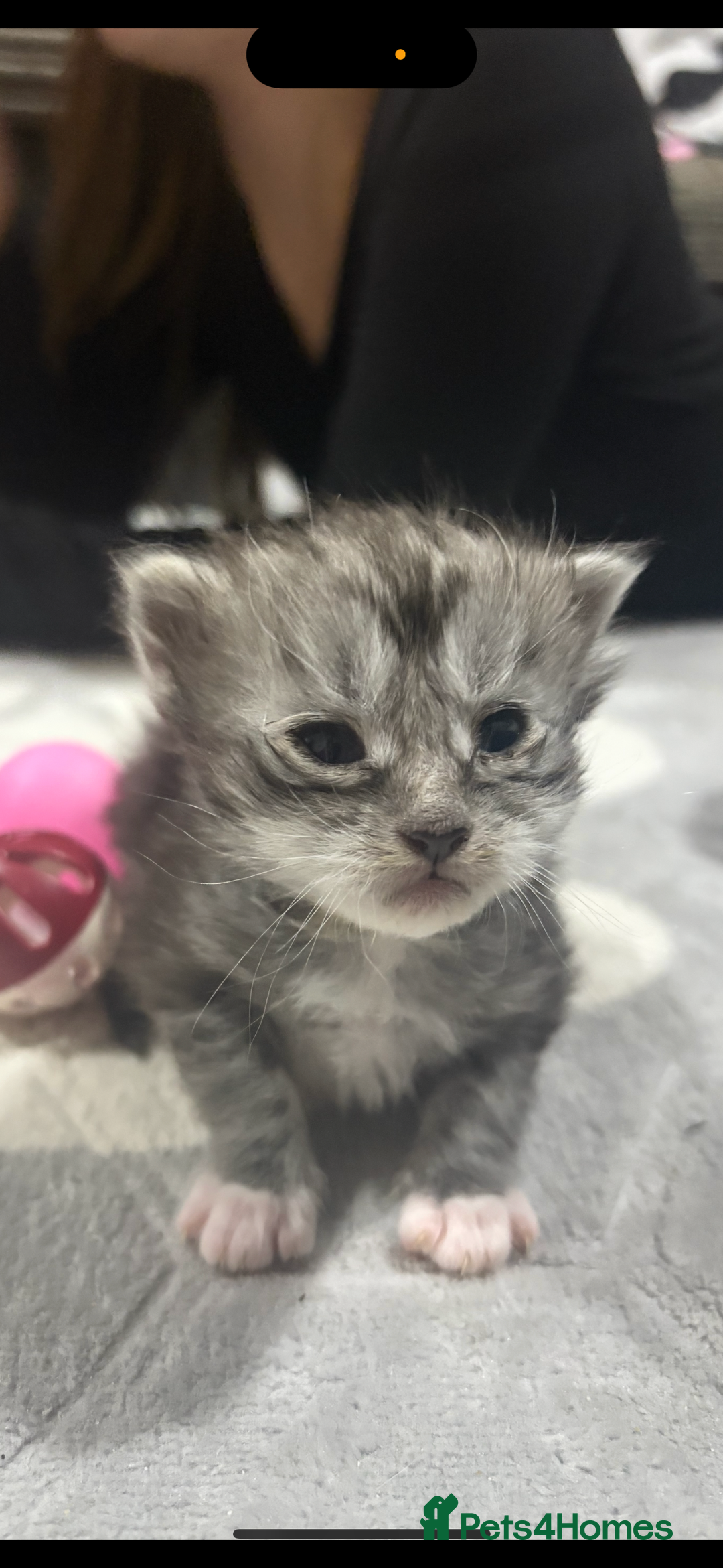 Maine Coon cats for sale: Beautiful Black/silver mackerel  tabby Maine coons - Advert 13