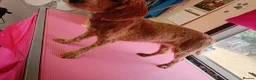 Cockapoo dogs for sale: Connie the cockapoo - Advert 25