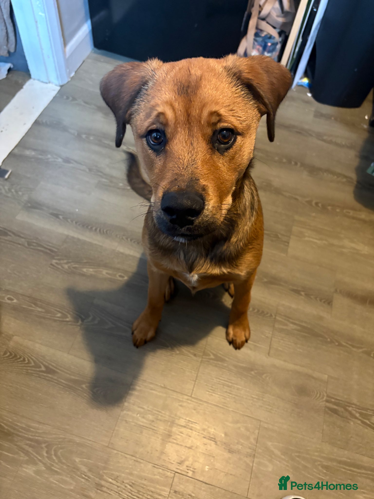 Mixed Breed dogs for sale: Skye our Rottweiler mixed female puppy - Advert 9