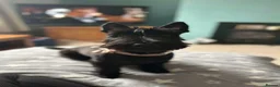 Scottish Terrier dogs for sale: 3 Beautiful KC Registered Scottish Terrier Males🐾 in Stone - Advert 27
