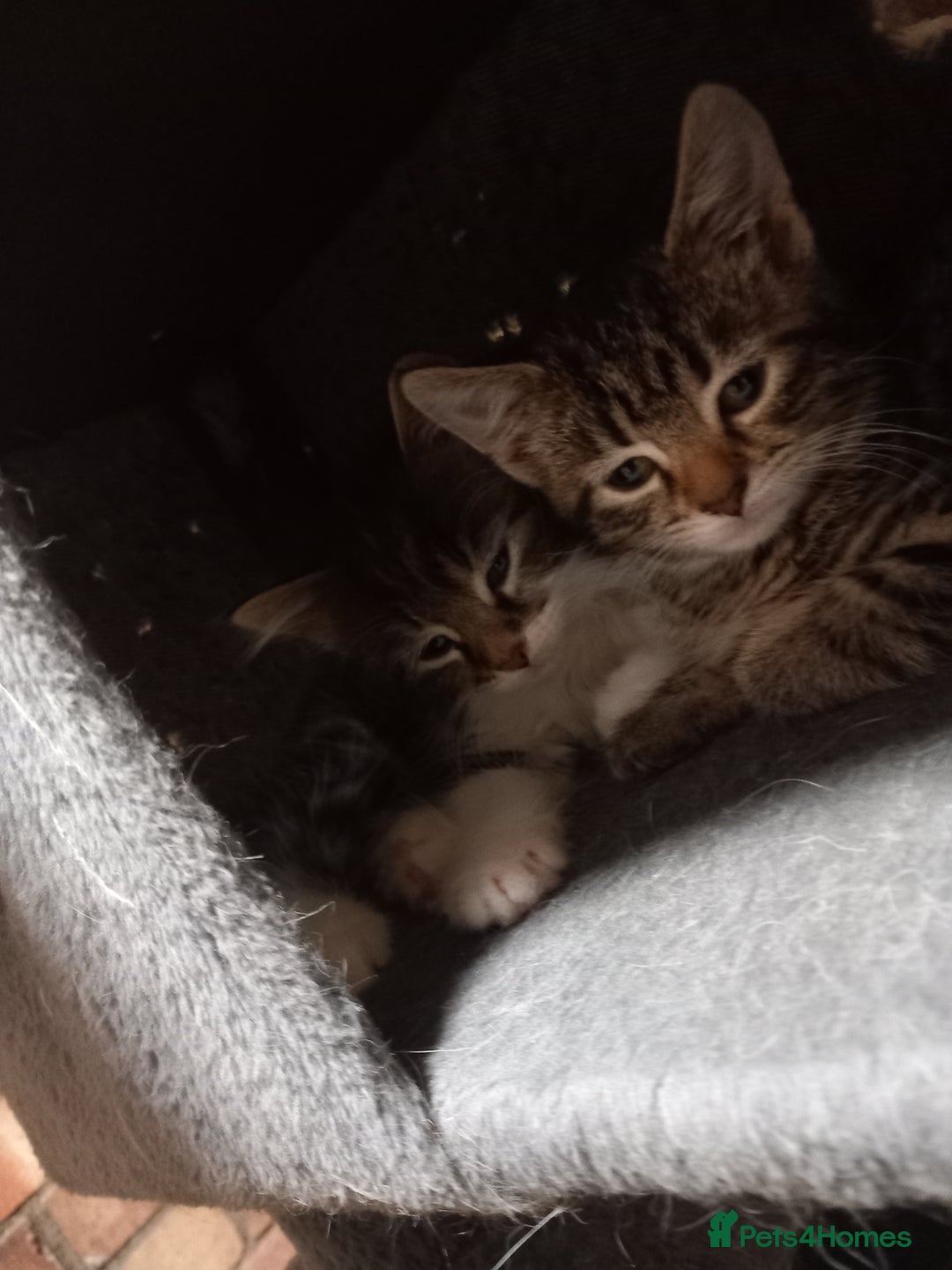 Maine Coon cats for sale: Beautiful maine coon/ full bengal kittens - Image 6