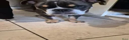 English Bulldog dogs for sale: Boyce - Advert 5