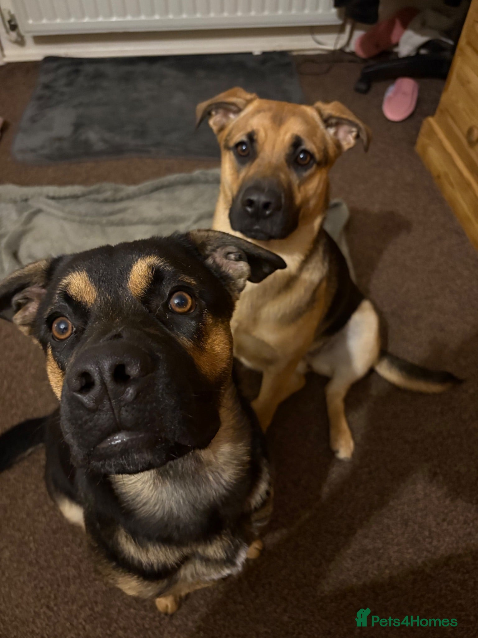 German Shepherd dogs German shepherd cross both - Advert 5