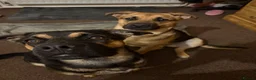 German Shepherd dogs for sale: German shepherd cross both - Advert 1