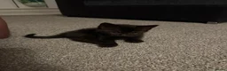 Mixed Breed cats for sale: Kittens for sale - Advert 3