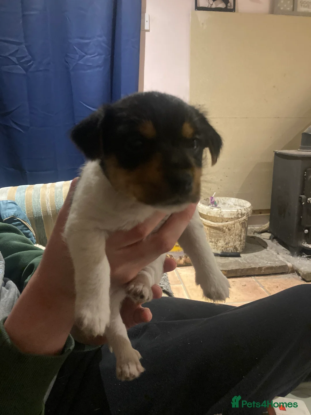 Jack Russell dogs for sale: Short legged rough haired Jack Russell puppies  - Advert 2