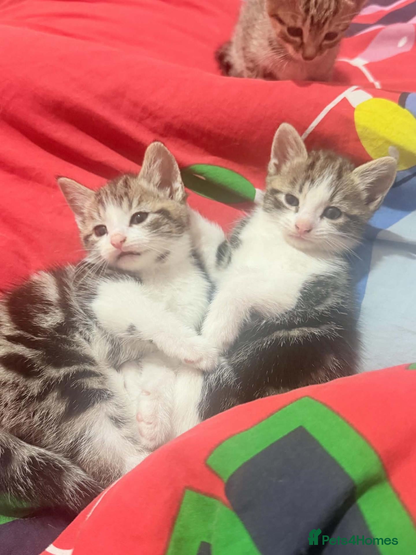 British Shorthair cats Kittens  - Advert 3