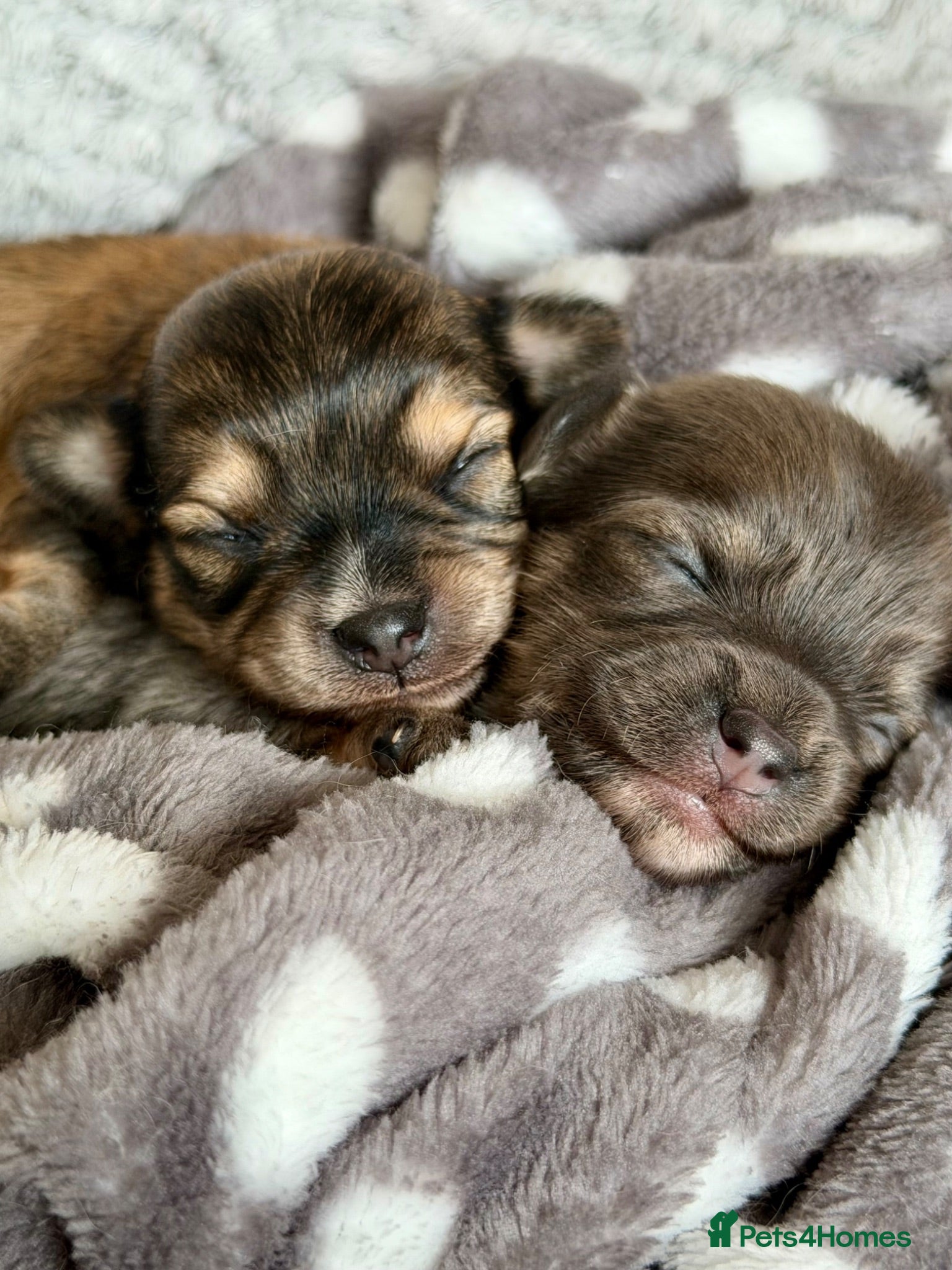 Chorkie dogs Miniature Chorkie Boys - Advert 4