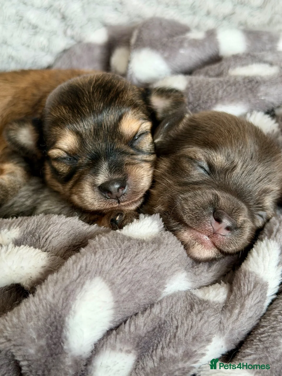 Chorkie dogs for sale: Miniature Chorkie Boys - Advert 1